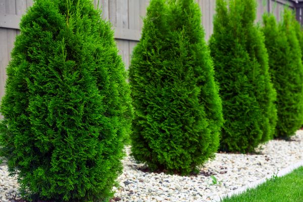 Arborvitae Planting in Magnolia