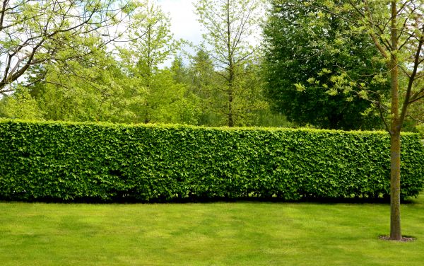 Hedge Planting in Magnolia