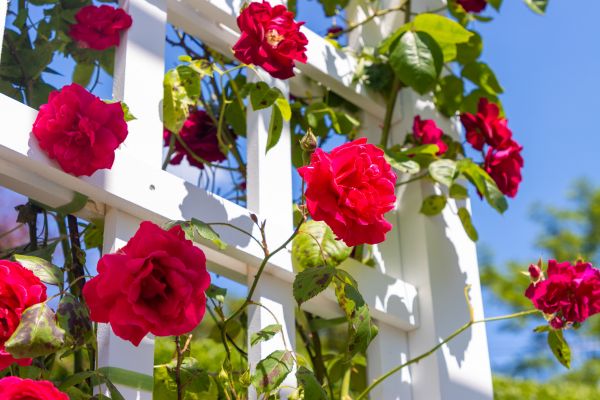 Home Gardening Service in Magnolia