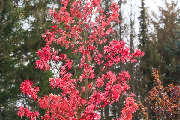 Japanese Maple Planting in Magnolia