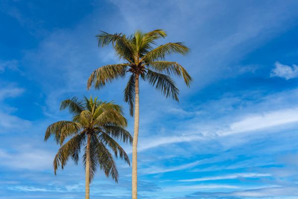 Palm Tree Planting in Magnolia