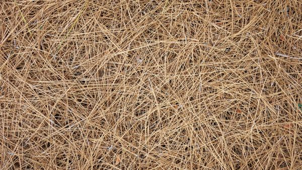 Pine Needles Delivery in Magnolia