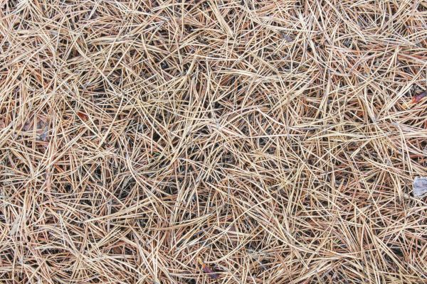 Pine Straw Installation in Magnolia