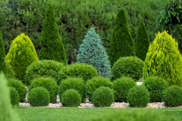 Shrub Replacement in Magnolia