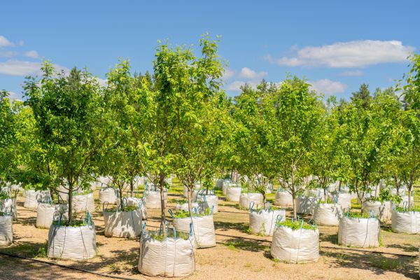 Tree Planting Service in Magnolia