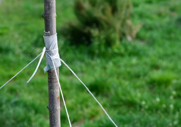 Tree Staking Service in Magnolia