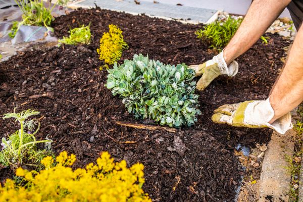 Weeding And Mulching in Magnolia