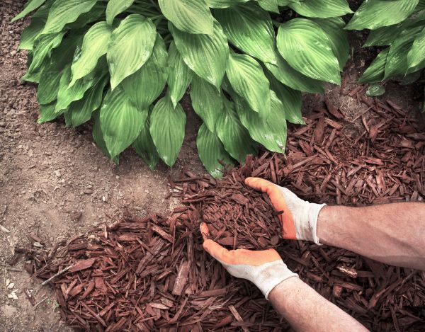 Shredded Mulch Service in Magnolia
