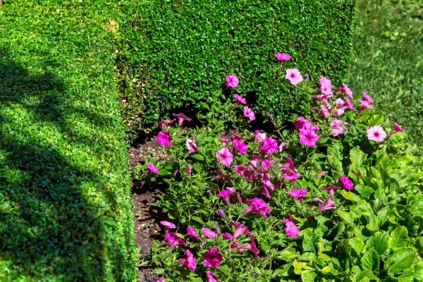 Softscaping Service in Magnolia