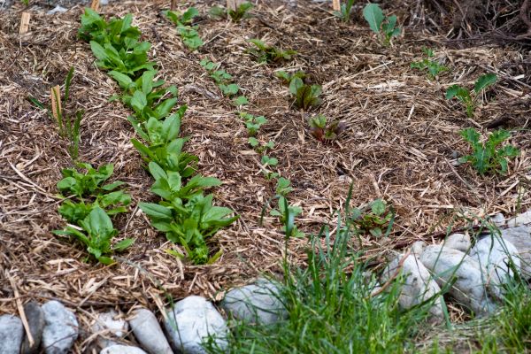Mulch Service in Magnolia