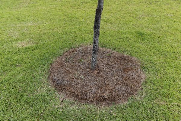 Pine Straw Spreading in Magnolia