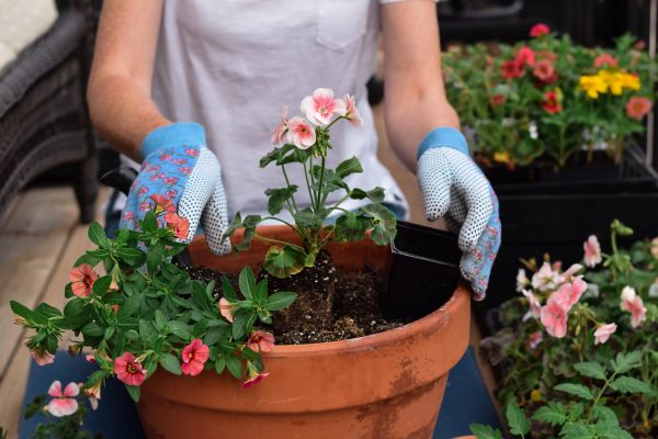 Plant Care Service in Magnolia