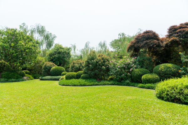 Tree Landscaping in Magnolia