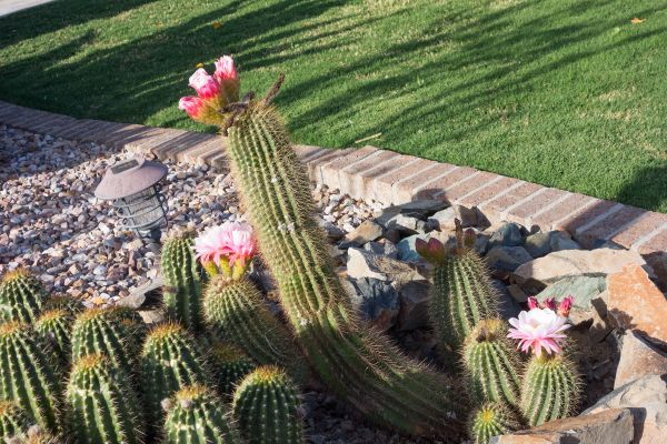 Desert Landscaping in Magnolia