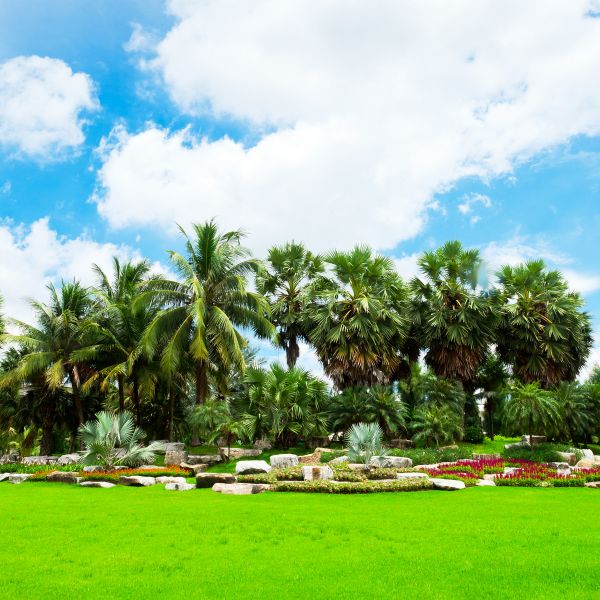 Tropical Landscaping in Magnolia