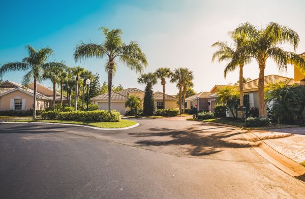 Palm Tree Landscaping in Magnolia