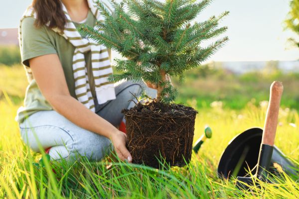 Spruce Tree Planting in Magnolia