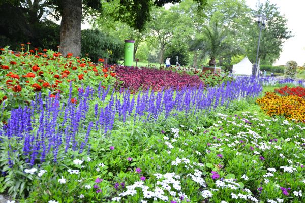 Perennials Planting in Magnolia