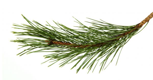 Pine Needles Installation in Magnolia