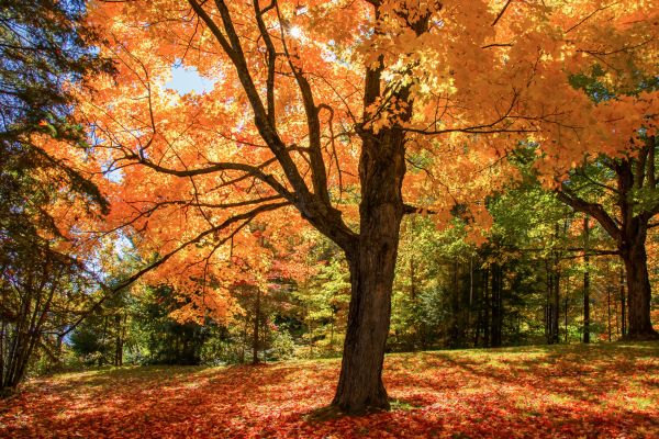 Maple Tree Planting in Magnolia
