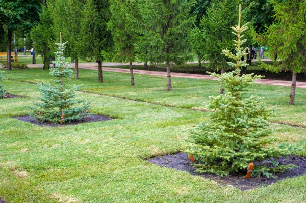 Privacy Trees Planting in Magnolia