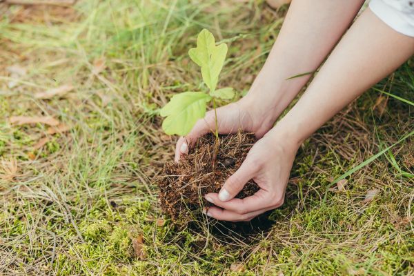 Oak Tree Planting in Magnolia