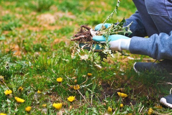 Flower Bed Clearing in Magnolia