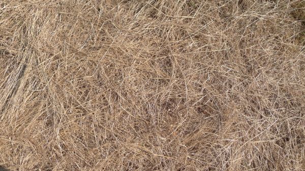 Pine Straw Replacement in Magnolia