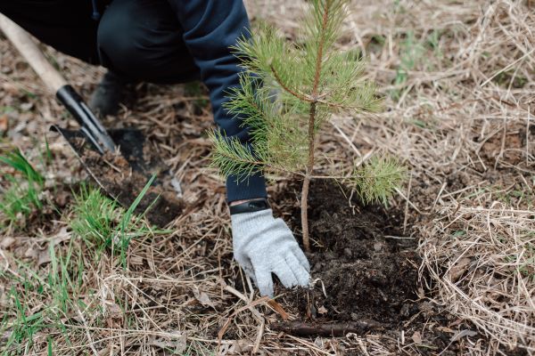 Pine Tree Planting in Magnolia