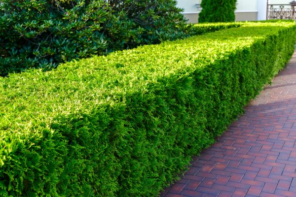 Hedge Installation in Magnolia