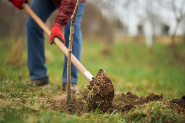 Trees Planting in Magnolia