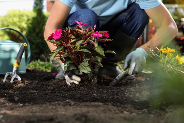 Plant Replacement in Magnolia