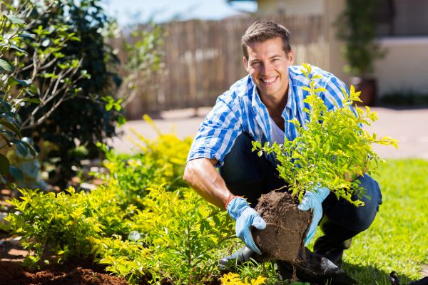 Shrub Landscaping in Magnolia