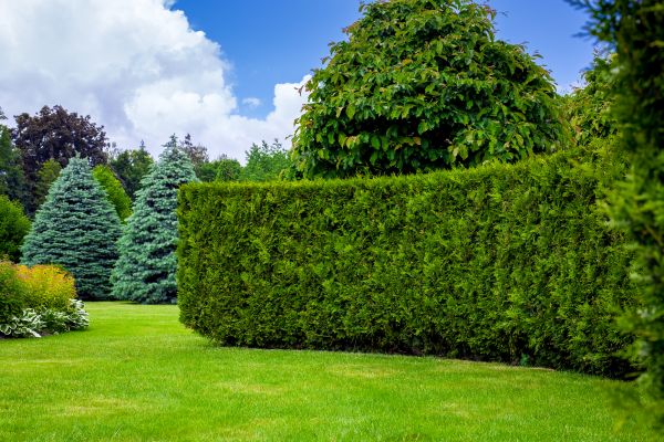 Hedge Landscaping in Magnolia