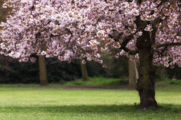 Cherry Tree Planting in Magnolia