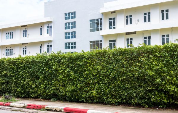 Privacy Landscaping in Magnolia