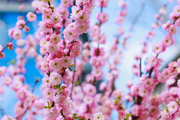 Japanese Cherry Tree Planting in Magnolia