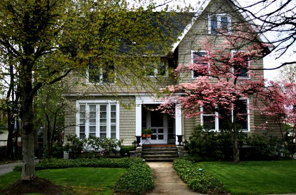 Ornamental Tree Planting in Magnolia