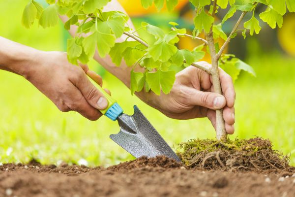 Fruit Tree Planting in Magnolia