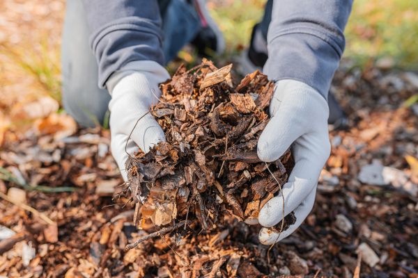 Shredded Mulch Installation in Magnolia