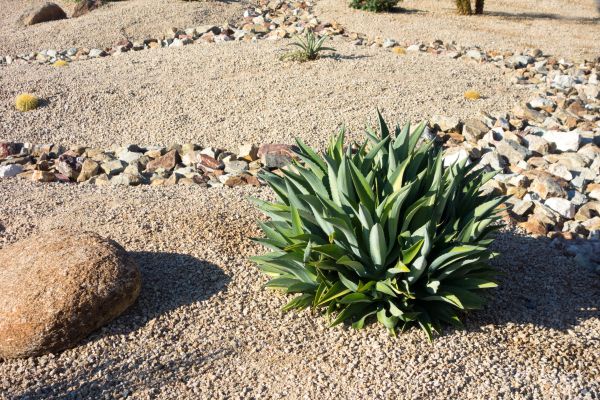 Xeriscaping Service in Magnolia
