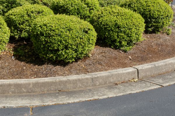 Pine Mulch Installation in Magnolia