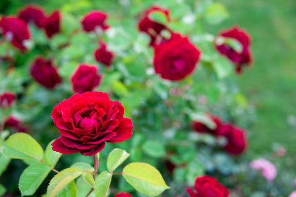 Rose Planting in Magnolia