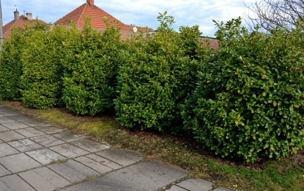 Privacy Shrub Installation in Magnolia