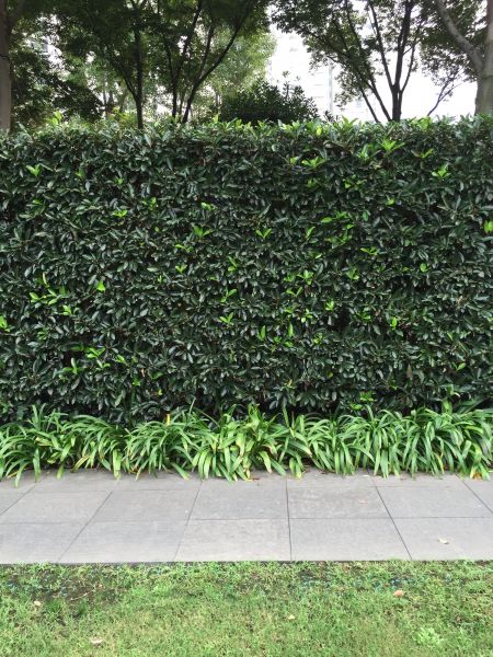 Privacy Shrub Planting in Magnolia