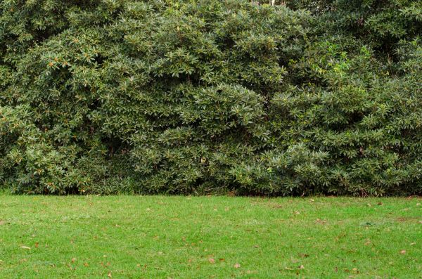 Privacy Hedge Planting in Magnolia