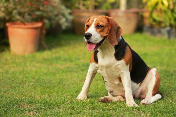 Dog Friendly Landscaping in Magnolia