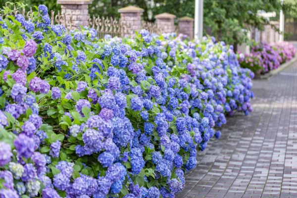 Hydrangea Landscaping in Magnolia
