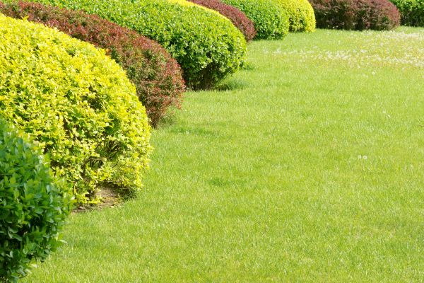 Shrubbery Planting in Magnolia