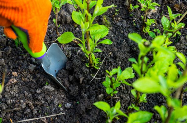 Hydrangea Planting in Magnolia